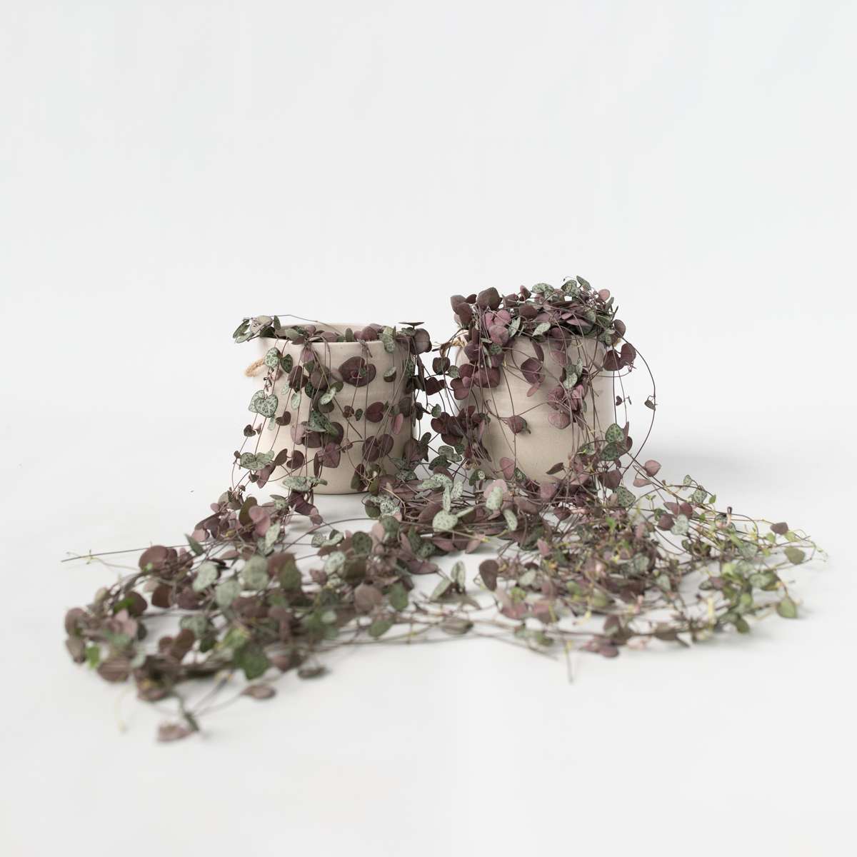 Hanging Plants Leuchterblume - 2 Stk - Ceropegia Linearis Woodii - Höhe 20-30Cm - ⌀14Cm 