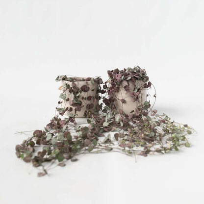 Hanging Plants Leuchterblume - 2 Stk - Ceropegia Linearis Woodii - Höhe 20-30Cm - ⌀14Cm 