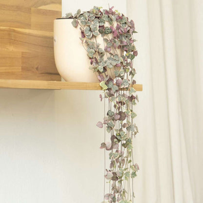 Hanging Plants Leuchterblume - 2 Stk - Ceropegia Linearis Woodii - Höhe 20-30Cm - ⌀14Cm 
