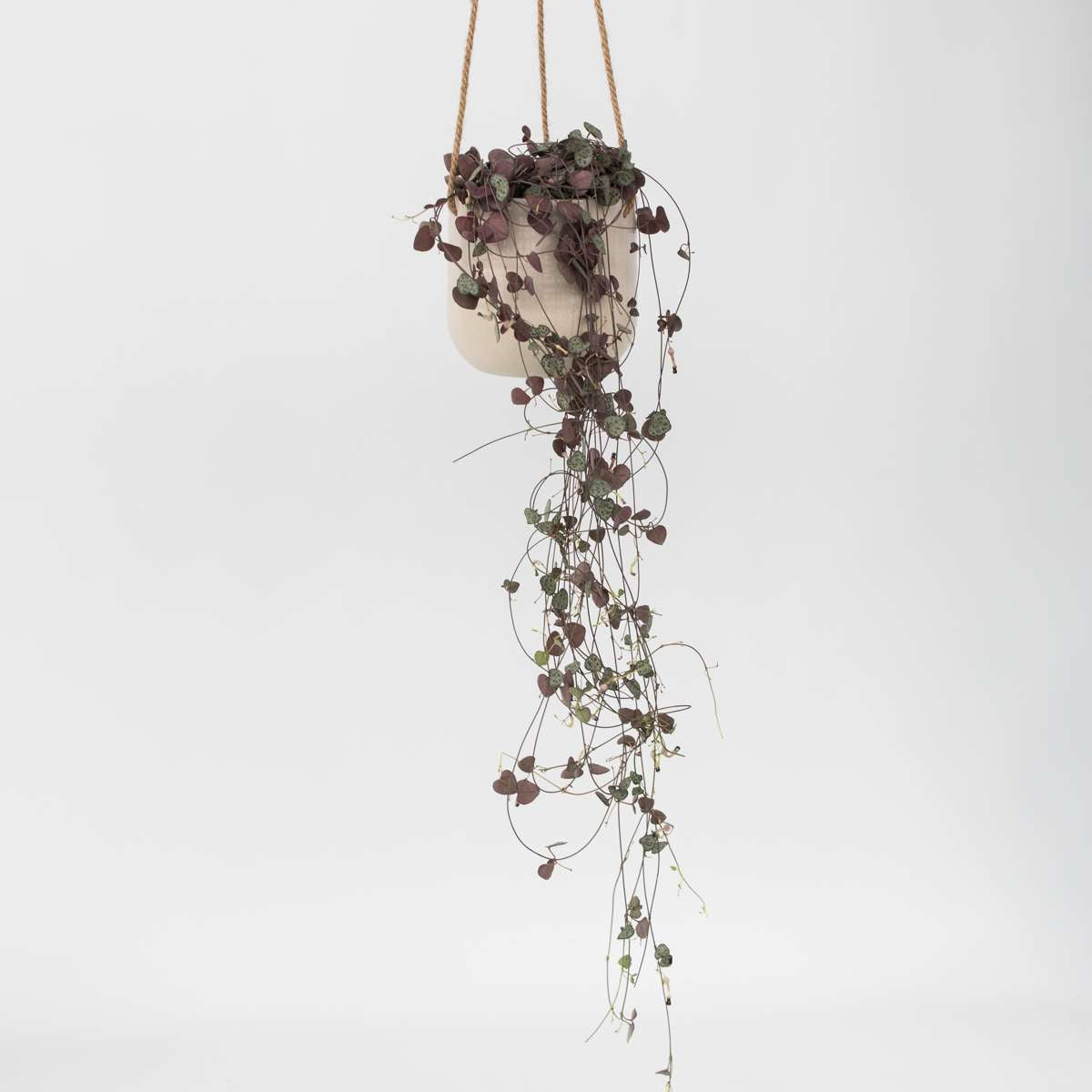 Hanging Plants Leuchterblume - Ceropegia Linearis Woodii - Höhe 20-30Cm - ⌀14Cm 