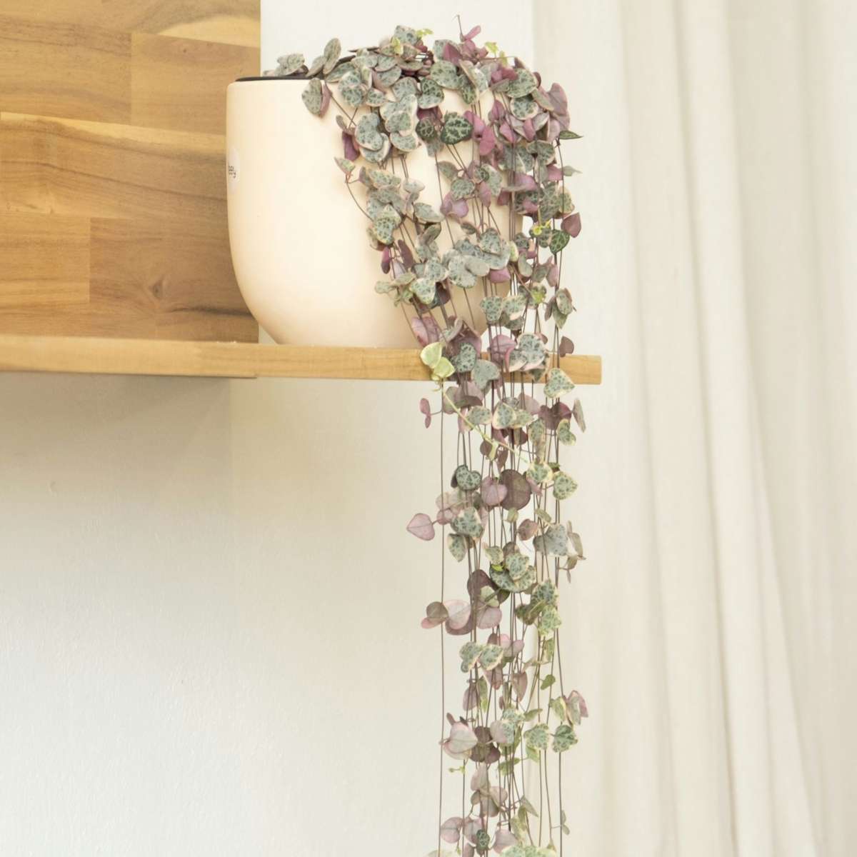 Hanging Plants Leuchterblume - Ceropegia Linearis Woodii - Höhe 20-30Cm - ⌀14Cm 