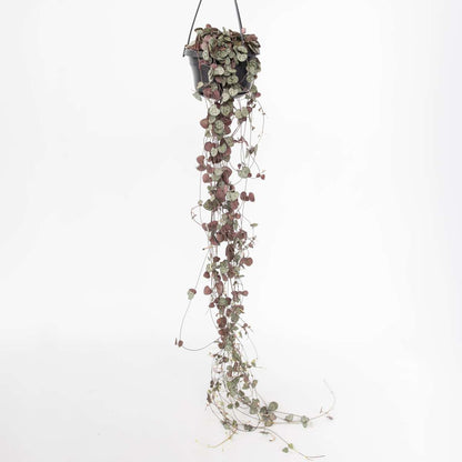 Hanging Plants Leuchterblume - Ceropegia Linearis Woodii - Höhe 20-30Cm - ⌀14Cm 