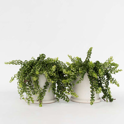 Hanging Plants Lippenstiftpflanze - 2 Stk - Aeschynanthus Pulcher - Höhe 20-30Cm - ⌀15Cm 