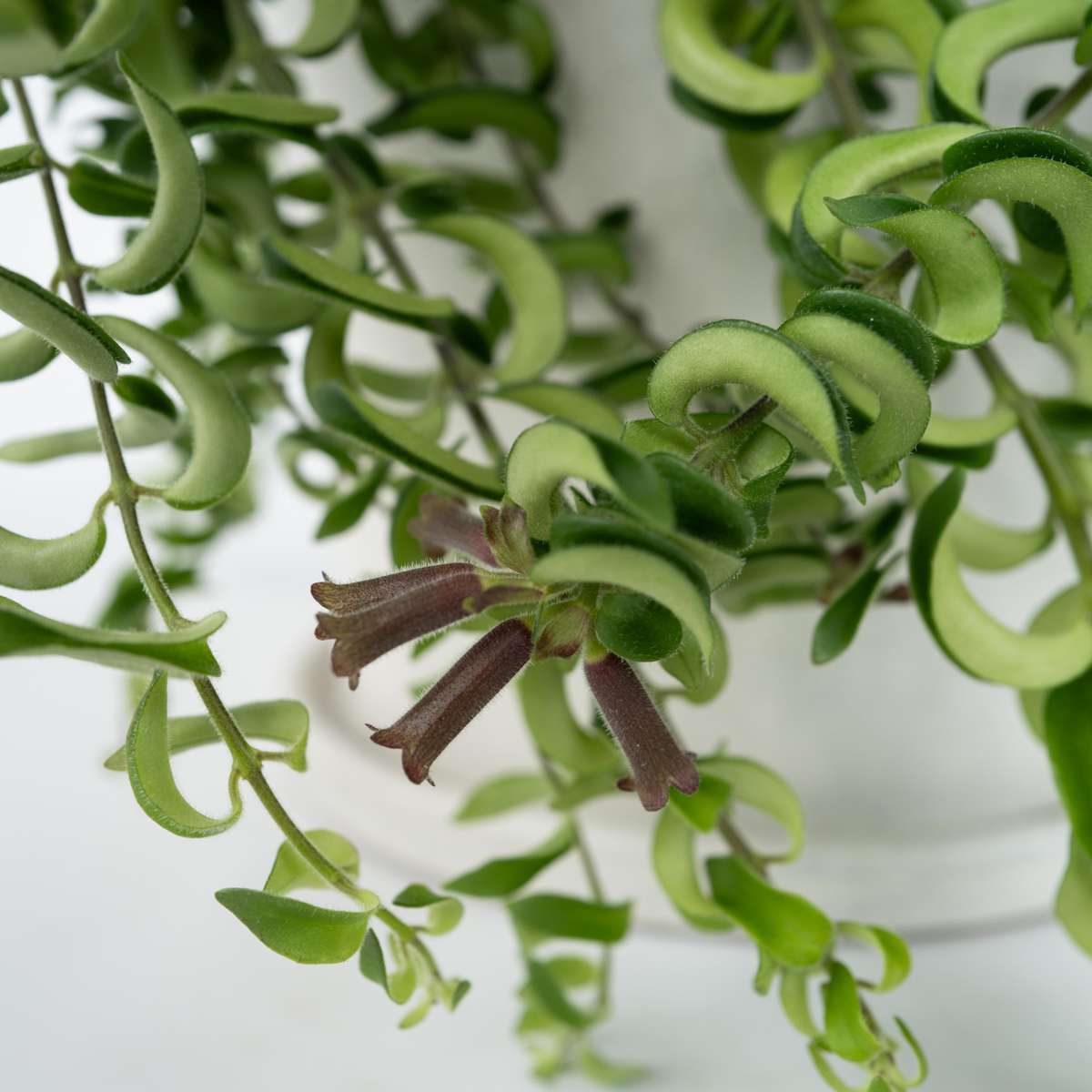 Hanging Plants Lippenstiftpflanze - 2 Stk - Aeschynanthus Pulcher - Höhe 20-30Cm - ⌀15Cm 