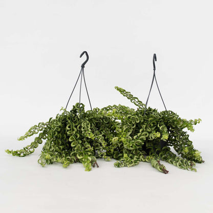 Hanging Plants Lippenstiftpflanze - 2 Stk - Aeschynanthus Pulcher - Höhe 20-30Cm - ⌀15Cm 
