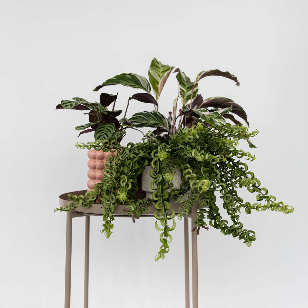 Hanging Plants Lippenstiftpflanze - 2 Stk - Aeschynanthus Pulcher - Höhe 20-30Cm - ⌀15Cm 