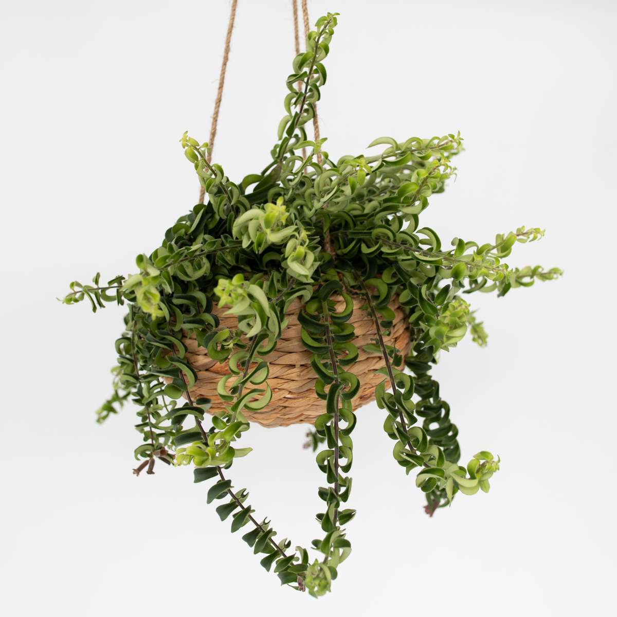 Hanging Plants Lippenstiftpflanze - Aeschynanthus Pulcher - Höhe 20-30Cm - ⌀15Cm 