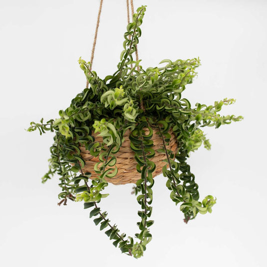 Hanging Plants Lippenstiftpflanze - Aeschynanthus Pulcher - Höhe 20-30Cm - ⌀15Cm 