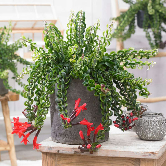 Hanging Plants Lippenstiftpflanze - Aeschynanthus Pulcher - Höhe 20-30Cm - ⌀15Cm 