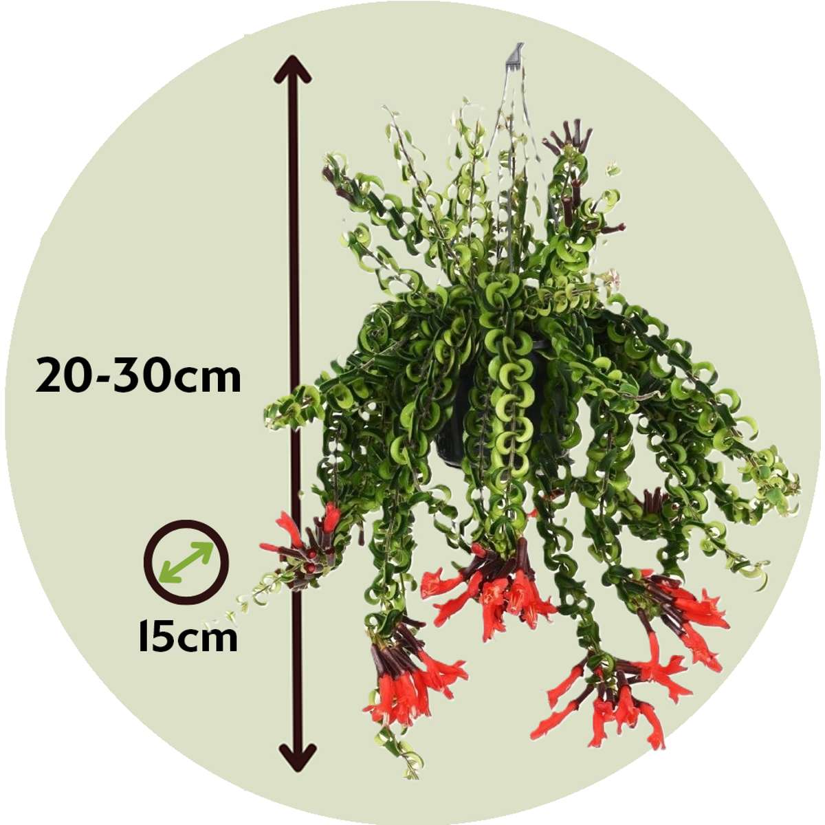 Hanging Plants Lippenstiftpflanze - Aeschynanthus Pulcher - Höhe 20-30Cm - ⌀15Cm 