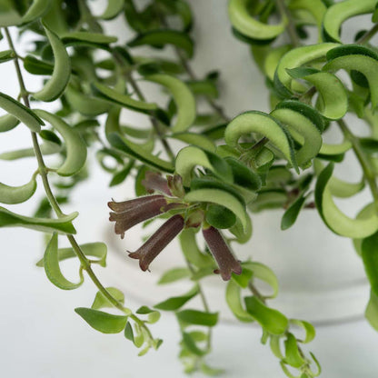 Hanging Plants Lippenstiftpflanze - Aeschynanthus Pulcher - Höhe 20-30Cm - ⌀15Cm 