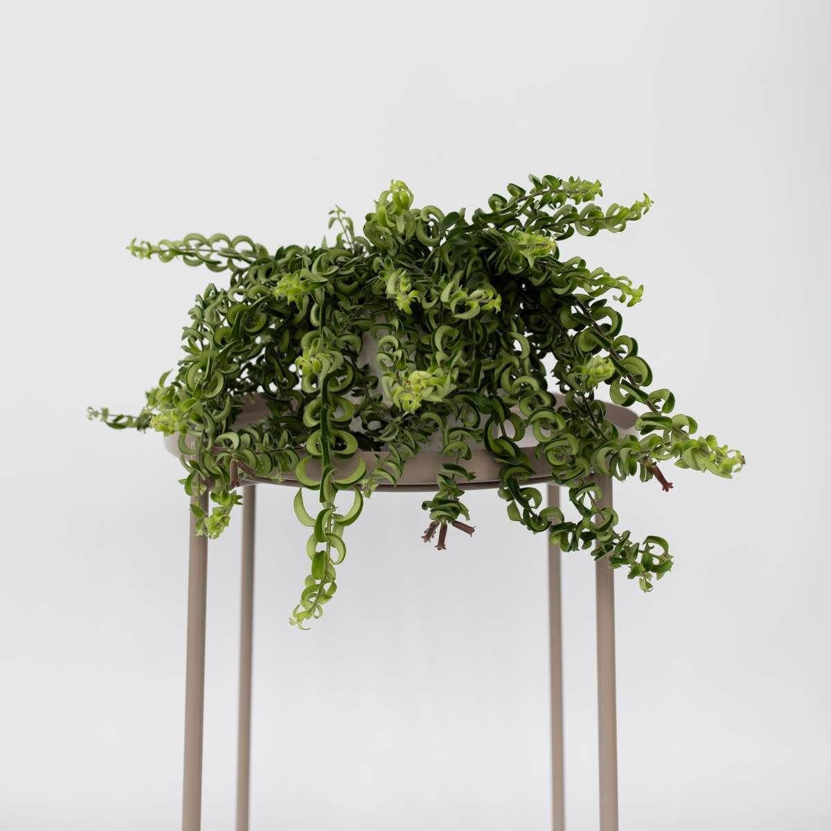 Hanging Plants Lippenstiftpflanze - Aeschynanthus Pulcher - Höhe 20-30Cm - ⌀15Cm 