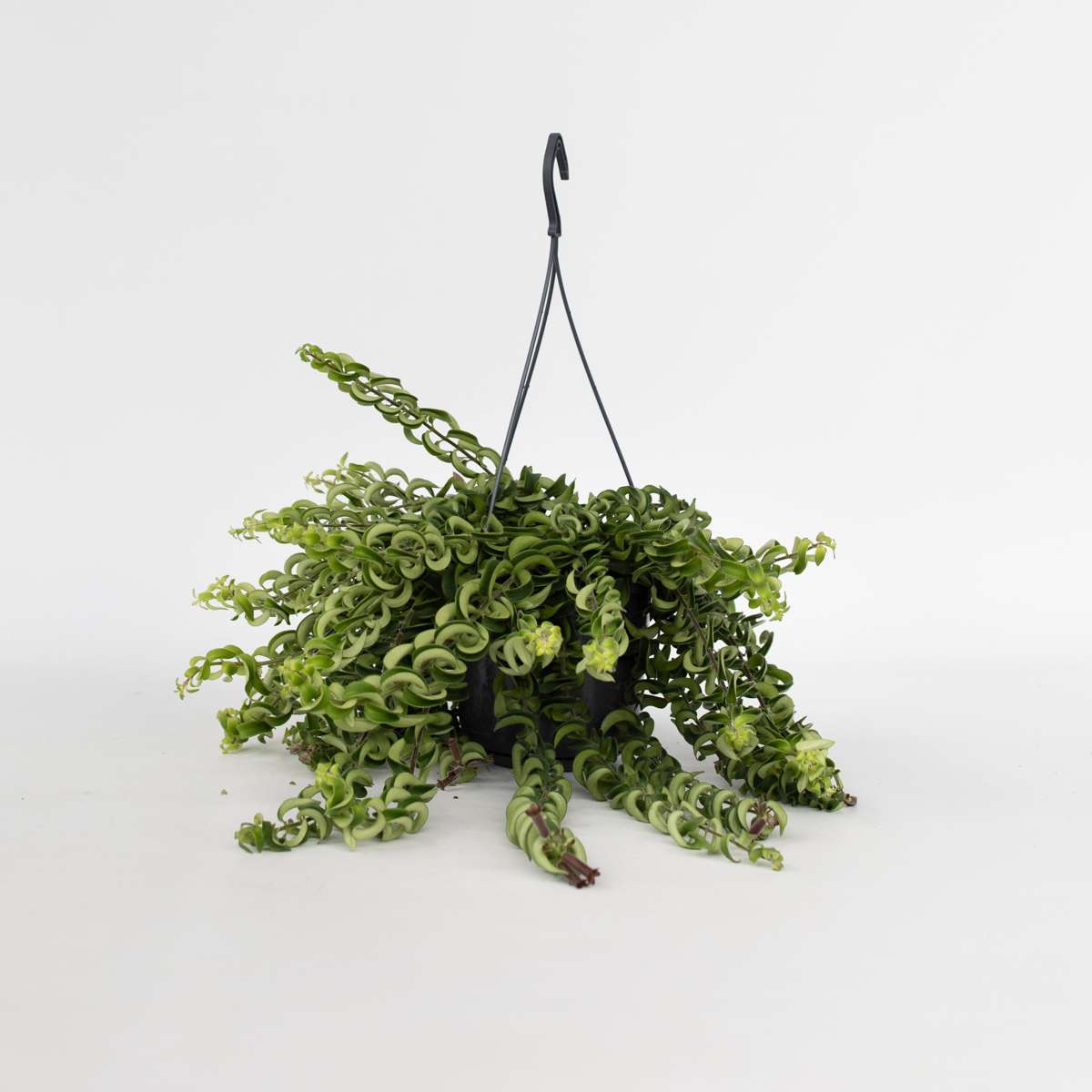 Hanging Plants Lippenstiftpflanze - Aeschynanthus Pulcher - Höhe 20-30Cm - ⌀15Cm 