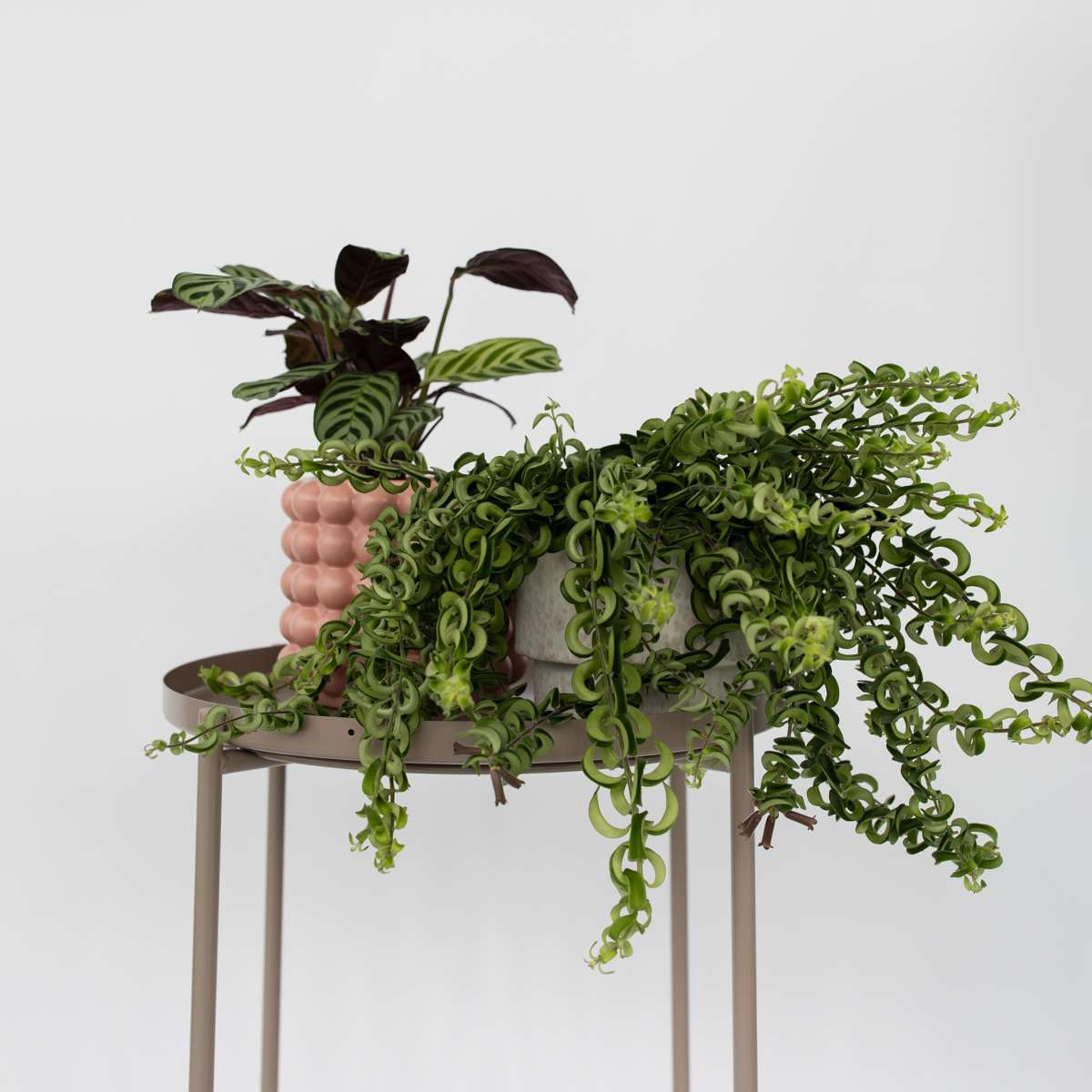 Hanging Plants Lippenstiftpflanze - Aeschynanthus Pulcher - Höhe 20-30Cm - ⌀15Cm 