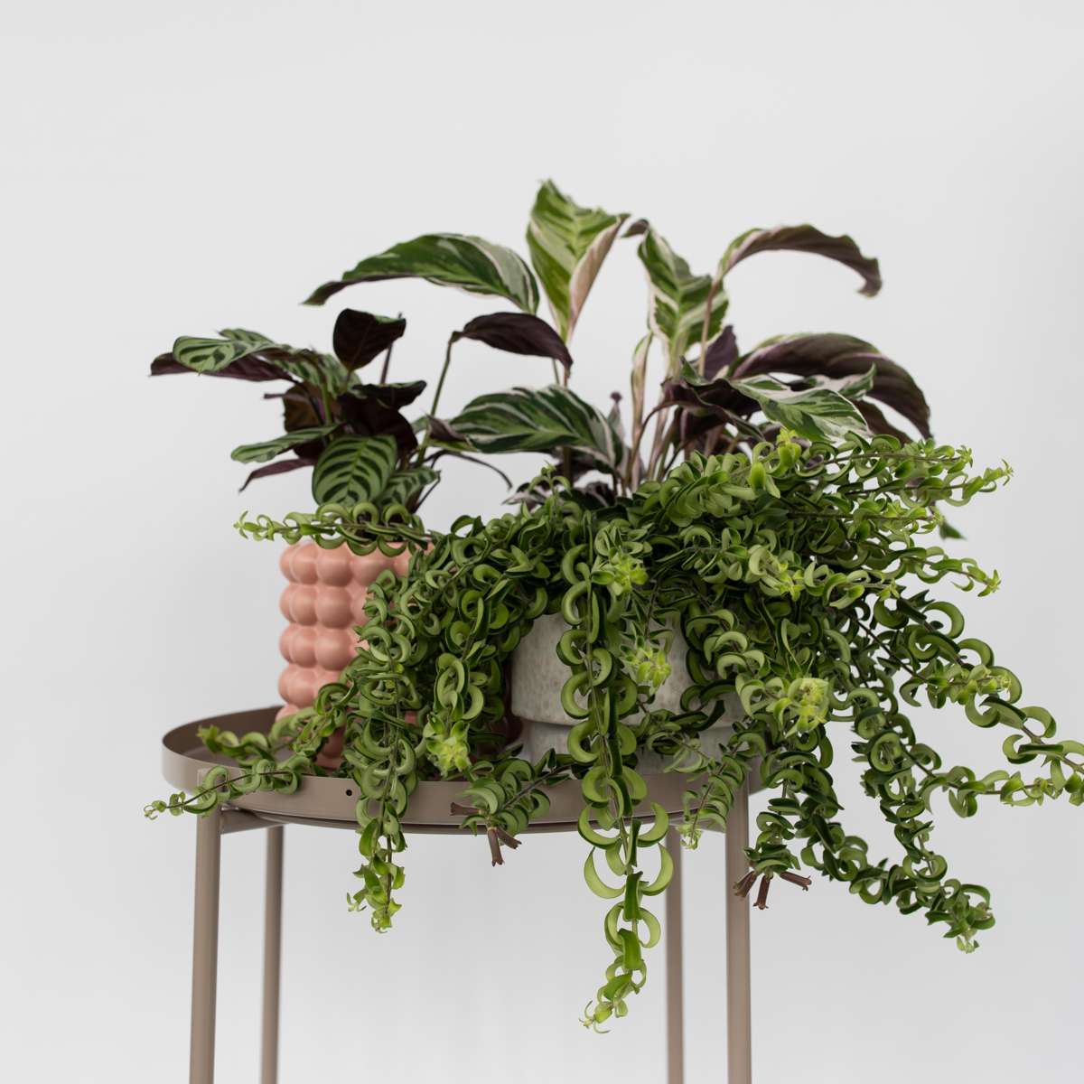 Hanging Plants Lippenstiftpflanze - Aeschynanthus Pulcher - Höhe 20-30Cm - ⌀15Cm 