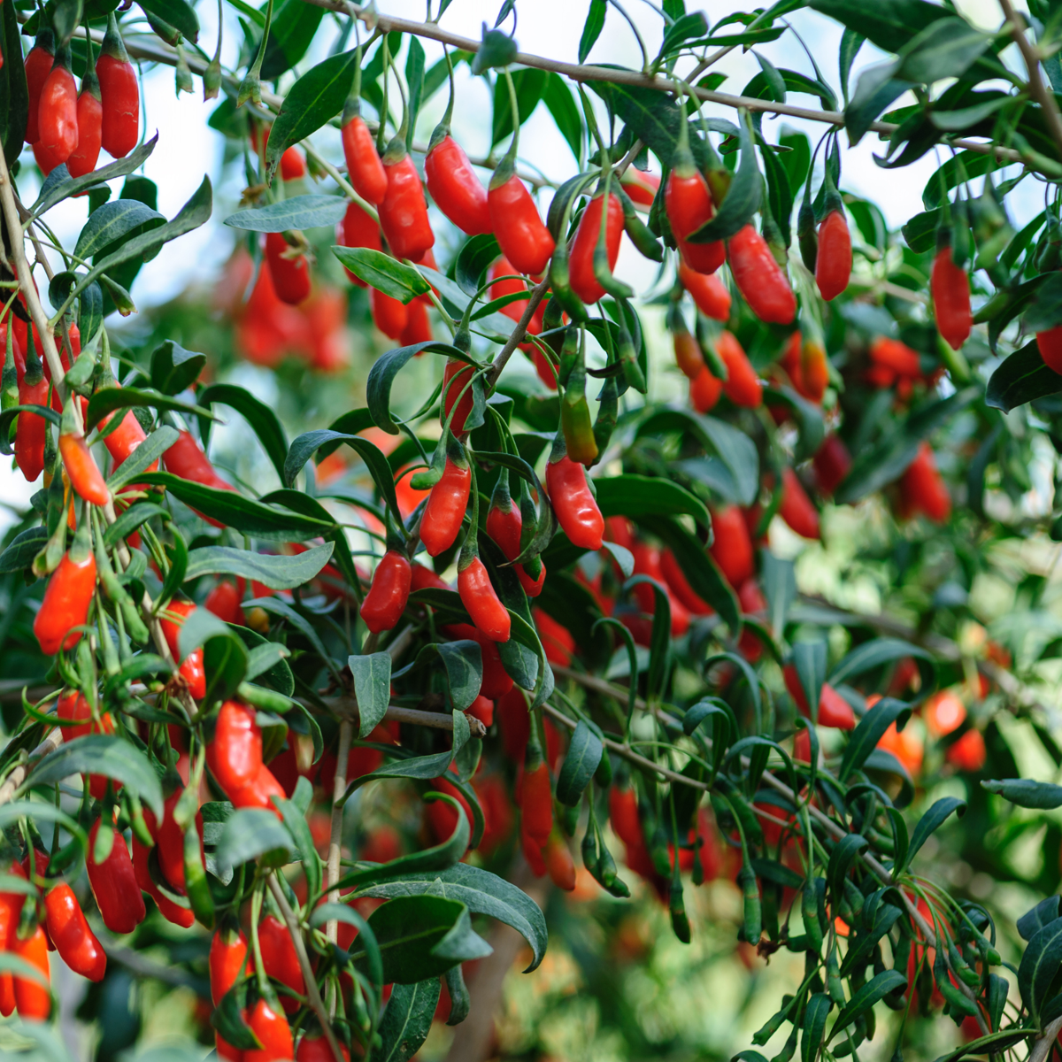 Fruit Trees Goji Pflanzen - 6 Stk - Lycium Barbarum - Höhe 25-40Cm - ⌀9Cm 