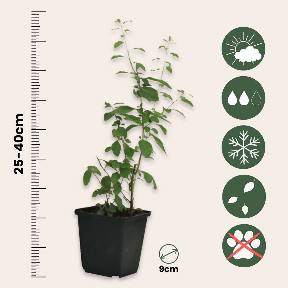Fruit Trees Goji Pflanzen - 6 Stk - Lycium Barbarum - Höhe 25-40Cm - ⌀9Cm 