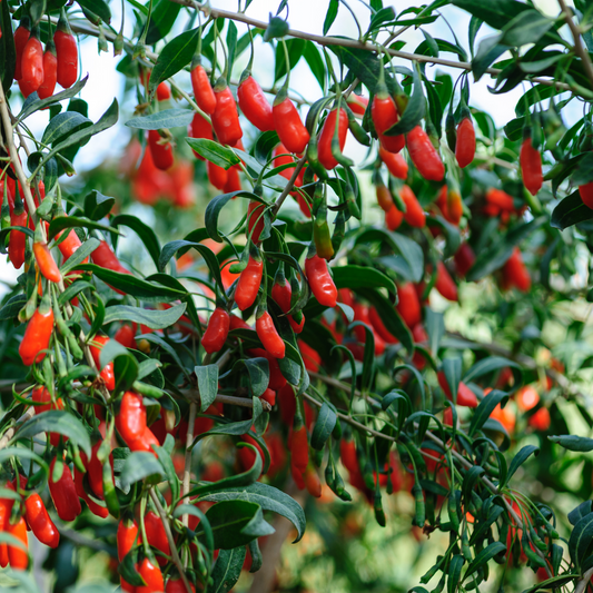 Fruit Trees Goji Pflanzen - 3 Stk - Lycium Barbarum - Höhe 25-40Cm - ⌀9Cm 