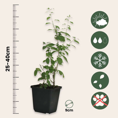 Fruit Trees Goji Pflanzen - 3 Stk - Lycium Barbarum - Höhe 25-40Cm - ⌀9Cm 