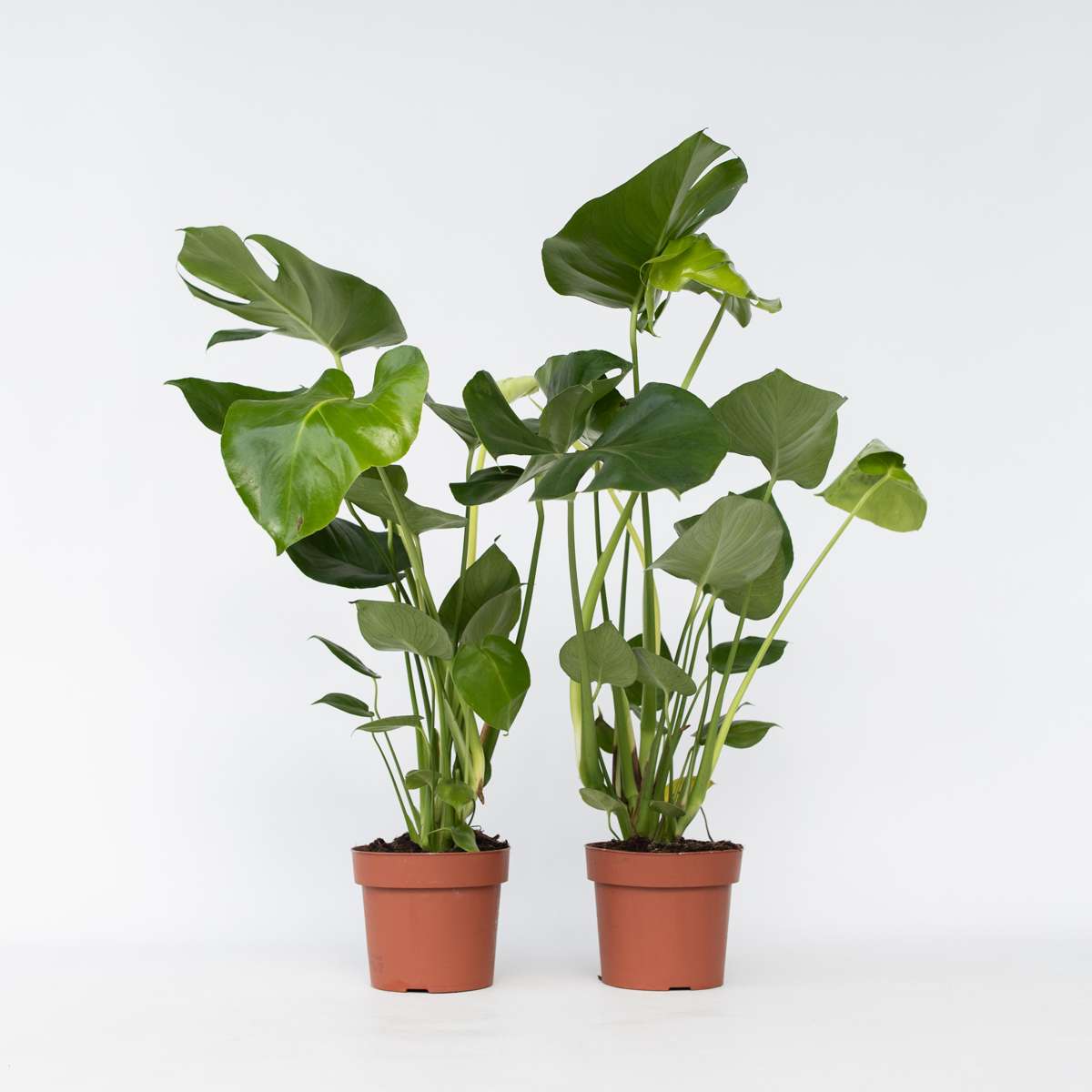 Monstera Fensterblatt - 2 Stk - Monstera Deliciosa - Höhe 50-60Cm - ⌀17Cm 