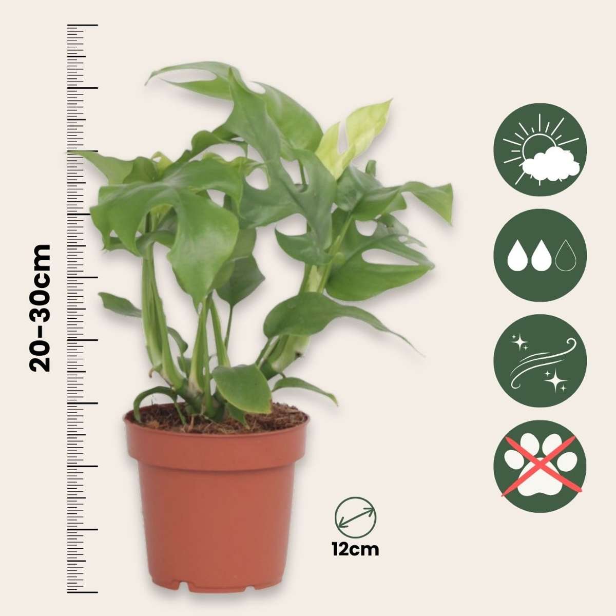 Monstera Fensterblatt - 2 Stk - Rhaphidophora Tetrasperma - Höhe 20-30Cm - ⌀12Cm 