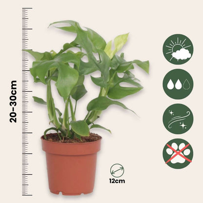 Monstera Fensterblatt - 2 Stk - Rhaphidophora Tetrasperma - Höhe 20-30Cm - ⌀12Cm 