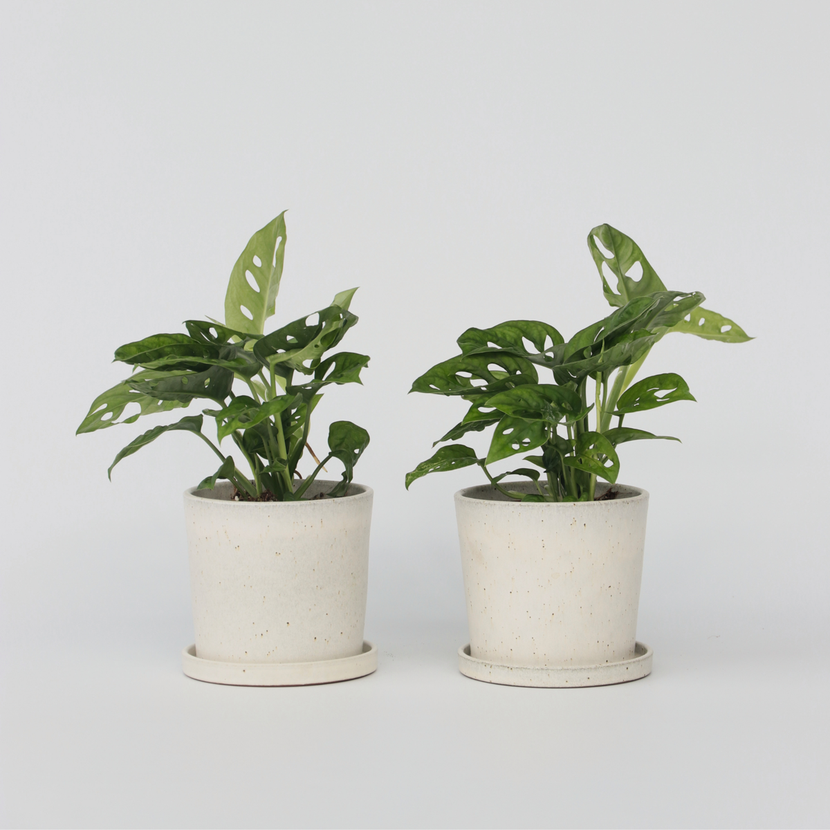 Monstera Fensterblatt - 2 Stk - Monstera Adansonii 'Monkey Mask' - Höhe 25-30Cm - ⌀12Cm 