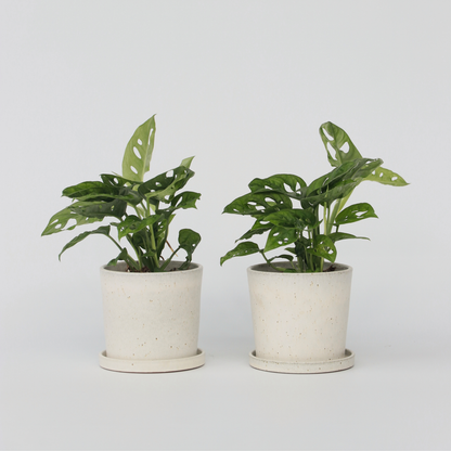 Monstera Fensterblatt - 2 Stk - Monstera Adansonii 'Monkey Mask' - Höhe 25-30Cm - ⌀12Cm 