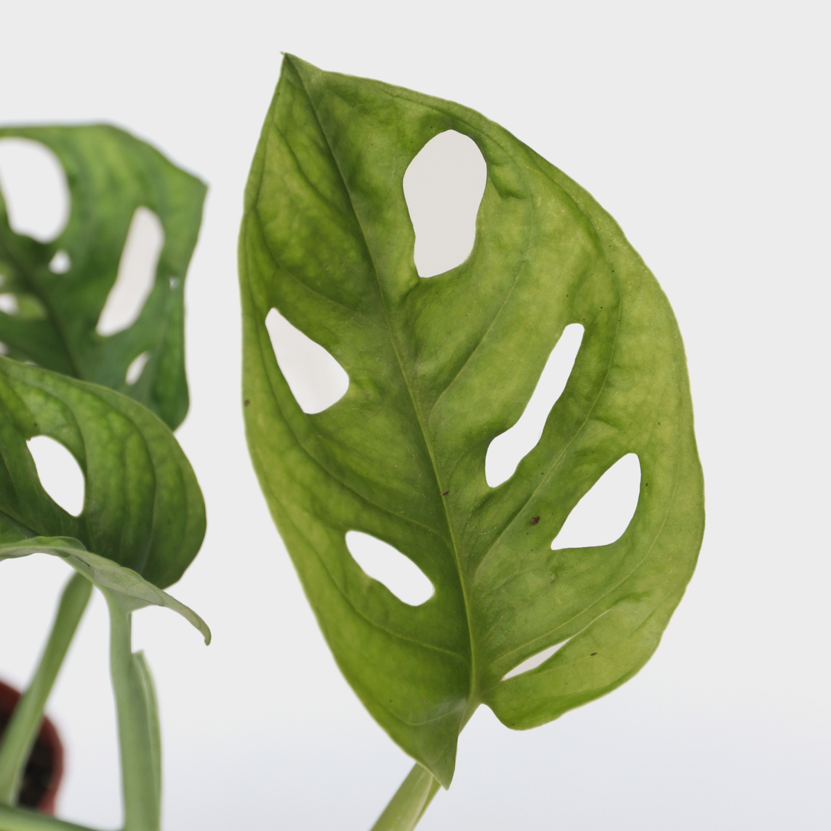 Monstera Fensterblatt - 2 Stk - Monstera Adansonii 'Monkey Mask' - Höhe 25-30Cm - ⌀12Cm 