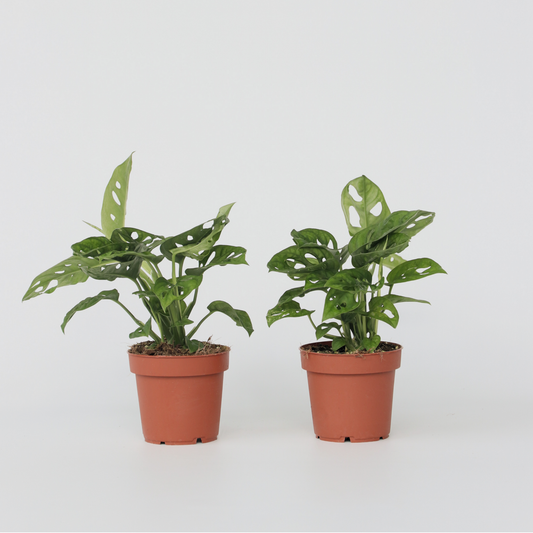 Monstera Fensterblatt - 2 Stk - Monstera Adansonii 'Monkey Mask' - Höhe 25-30Cm - ⌀12Cm 