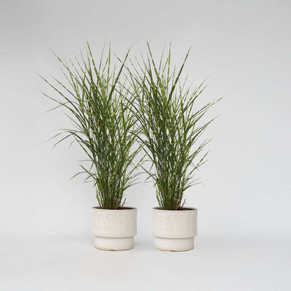 Ornamental Grasses Chinaschilf - 2 Stk - Miscanthus 'Zebrinus' - Höhe 20-30Cm - ⌀23Cm 