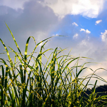 Ornamental Grasses Chinaschilf - 2 Stk - Miscanthus 'Zebrinus' - Höhe 20-30Cm - ⌀23Cm 