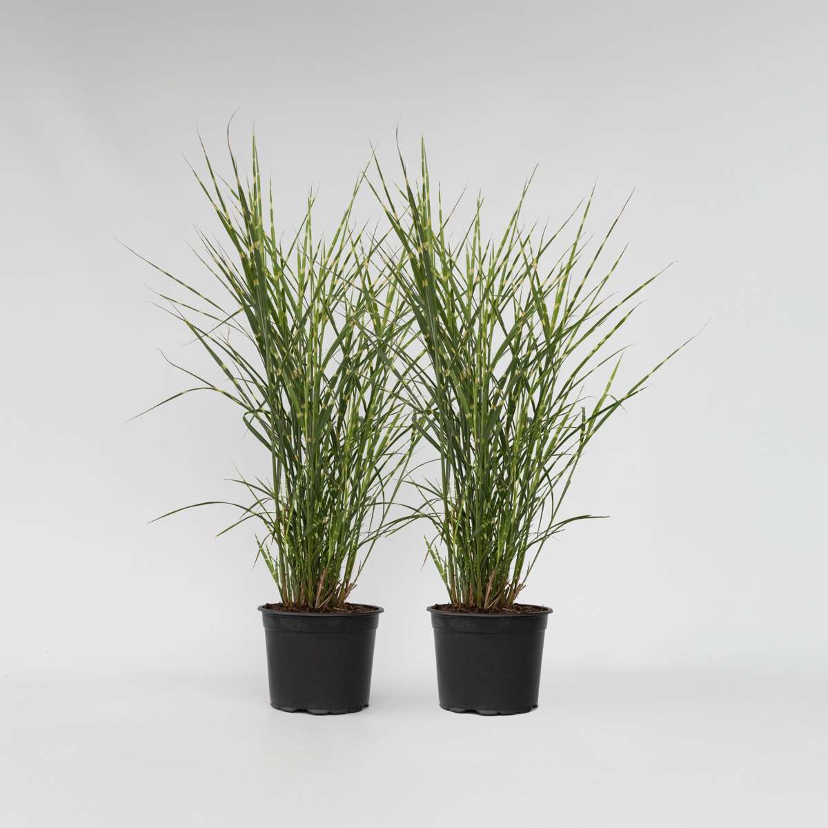 Ornamental Grasses Chinaschilf - 2 Stk - Miscanthus 'Zebrinus' - Höhe 20-30Cm - ⌀23Cm 