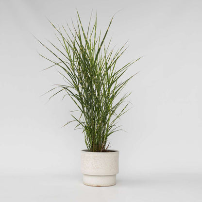 Ornamental Grasses Chinaschilf Zebrinus - Miscanthus Sinensis 'Zebrinus' - Höhe 20-30Cm - ⌀23Cm 