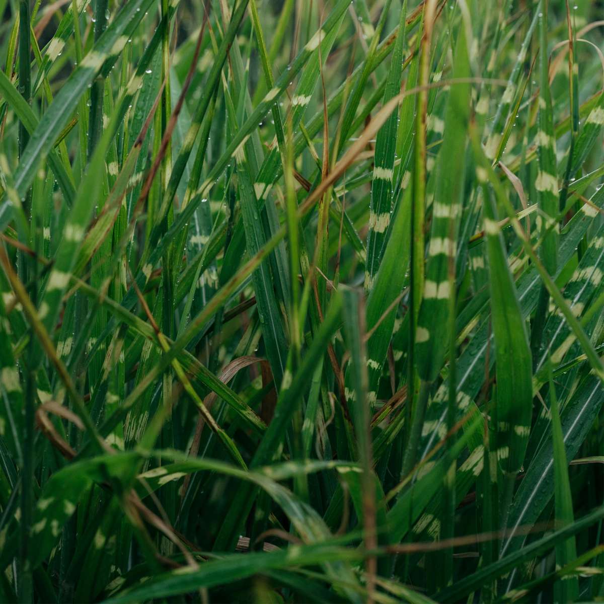 Ornamental Grasses Chinaschilf Zebrinus - Miscanthus Sinensis 'Zebrinus' - Höhe 20-30Cm - ⌀23Cm 