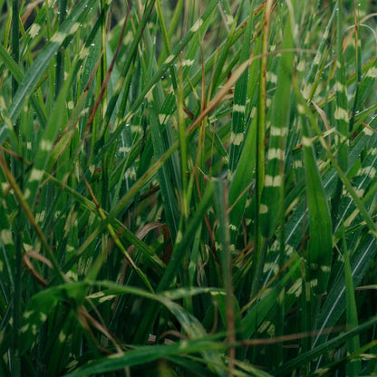 Ornamental Grasses Chinaschilf Zebrinus - Miscanthus Sinensis 'Zebrinus' - Höhe 20-30Cm - ⌀23Cm 