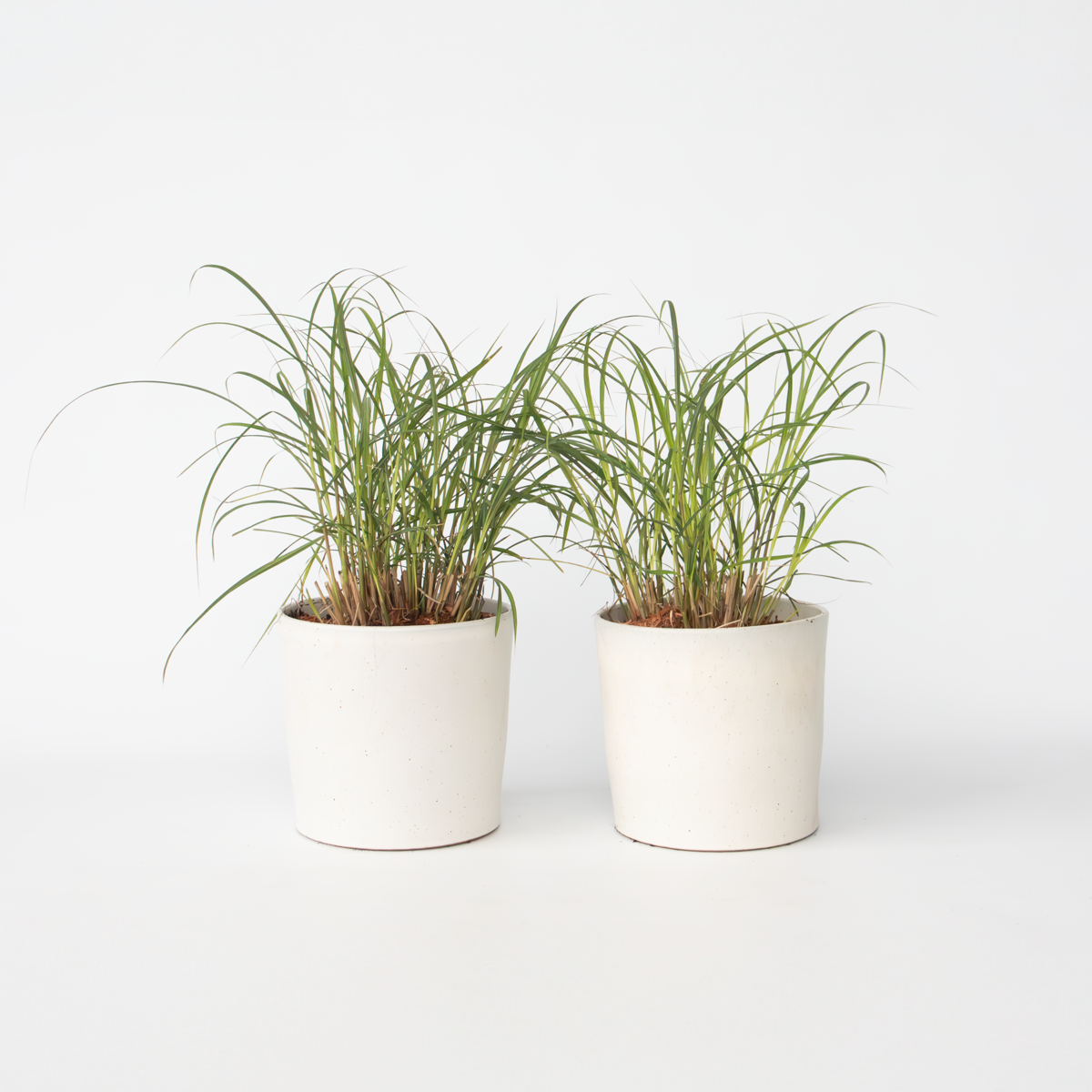 Ornamental Grasses Chinaschilf Zebrinus - 2 Stk - Miscanthus 'Red Chief' - Höhe 40-60Cm - ⌀23Cm 