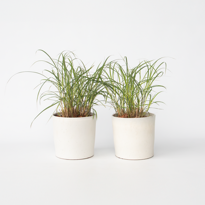 Ornamental Grasses Chinaschilf Zebrinus - 2 Stk - Miscanthus 'Red Chief' - Höhe 40-60Cm - ⌀23Cm 