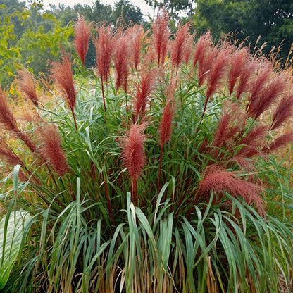 Ornamental Grasses Chinaschilf Zebrinus - 2 Stk - Miscanthus 'Red Chief' - Höhe 40-60Cm - ⌀23Cm 