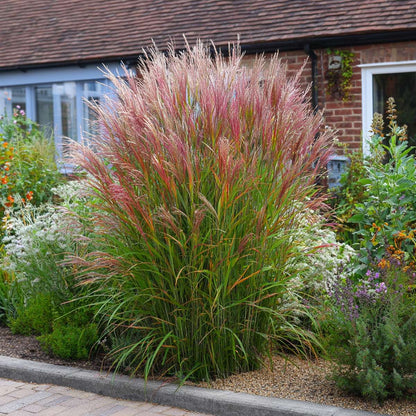 Ornamental Grasses Chinaschilf Zebrinus - 2 Stk - Miscanthus 'Red Chief' - Höhe 40-60Cm - ⌀23Cm 