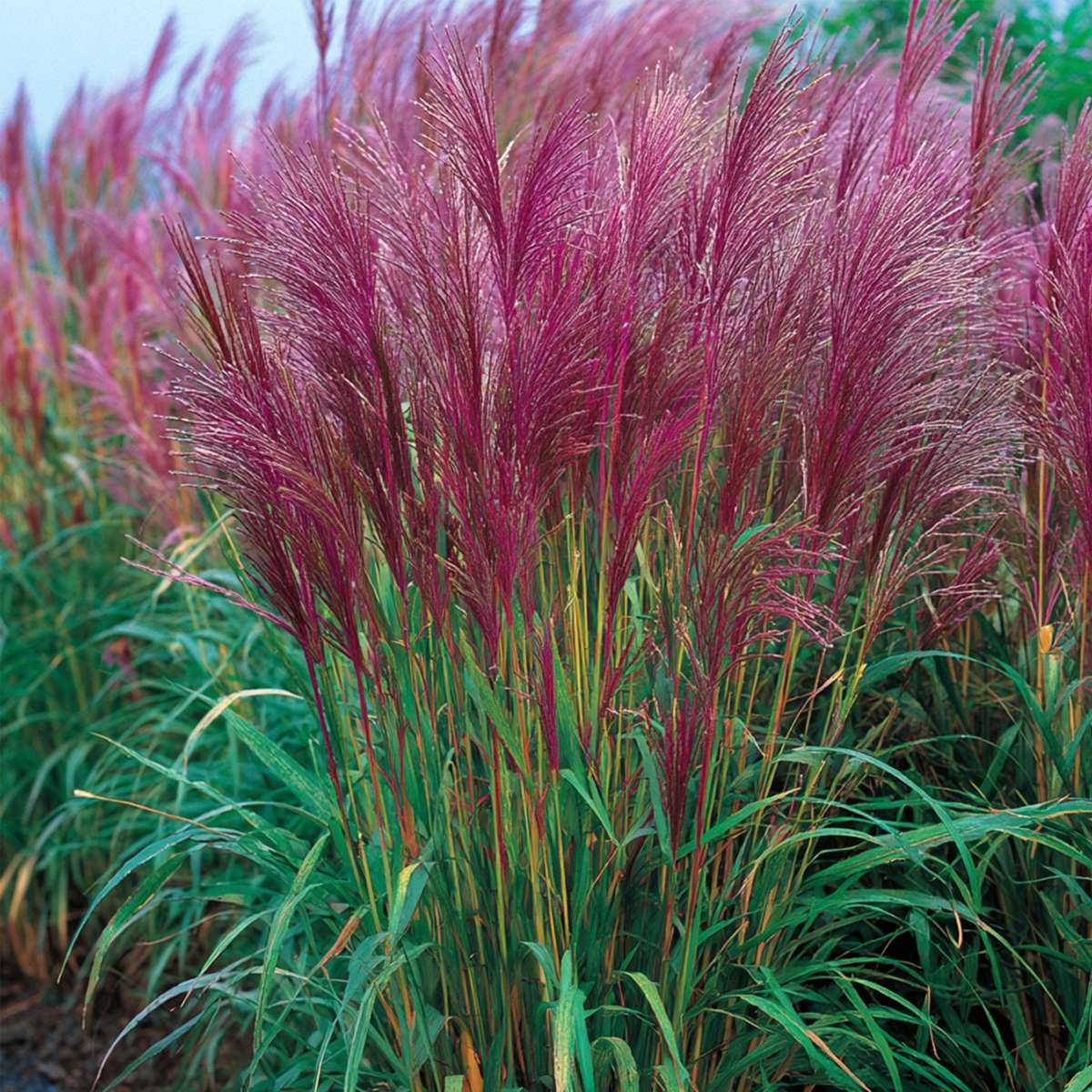 Ornamental Grasses Chinaschilf Zebrinus - 2 Stk - Miscanthus 'Red Chief' - Höhe 40-60Cm - ⌀23Cm 