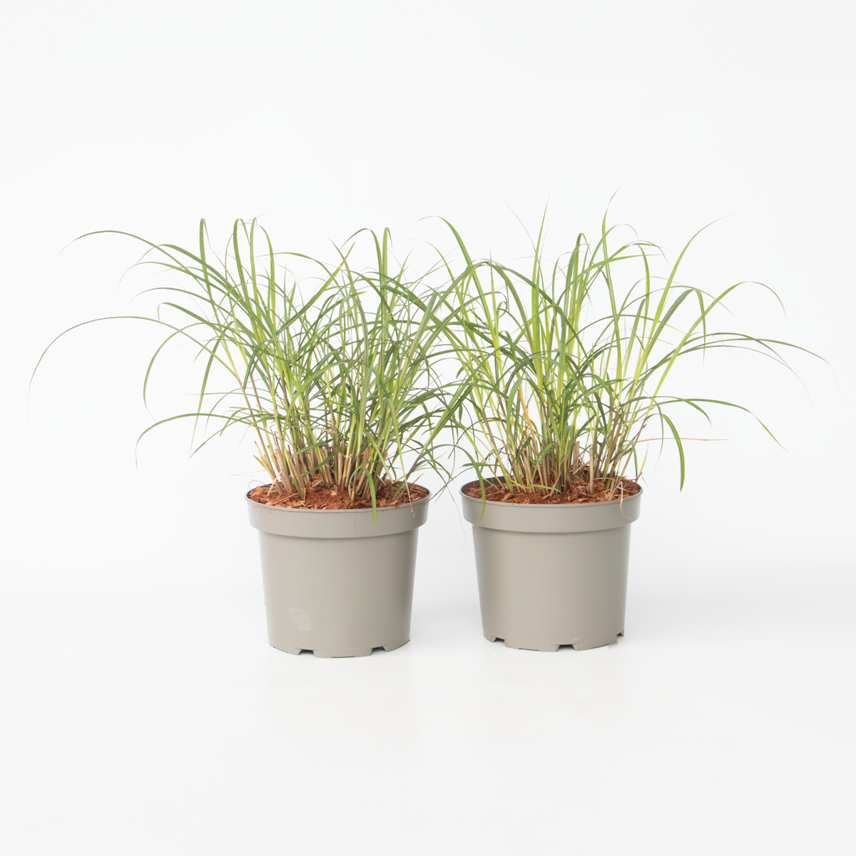 Ornamental Grasses Chinaschilf Zebrinus - 2 Stk - Miscanthus 'Red Chief' - Höhe 40-60Cm - ⌀23Cm 