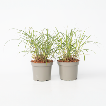 Ornamental Grasses Chinaschilf Zebrinus - 2 Stk - Miscanthus 'Red Chief' - Höhe 40-60Cm - ⌀23Cm 