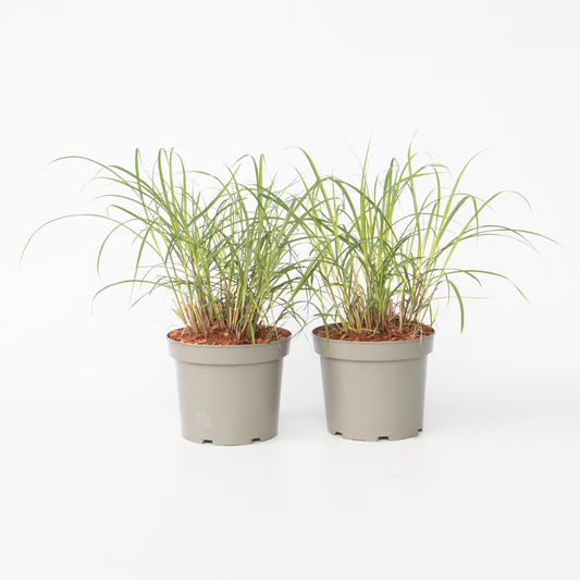 Ornamental Grasses Chinaschilf Zebrinus - 2 Stk - Miscanthus 'Red Chief' - Höhe 40-60Cm - ⌀23Cm 