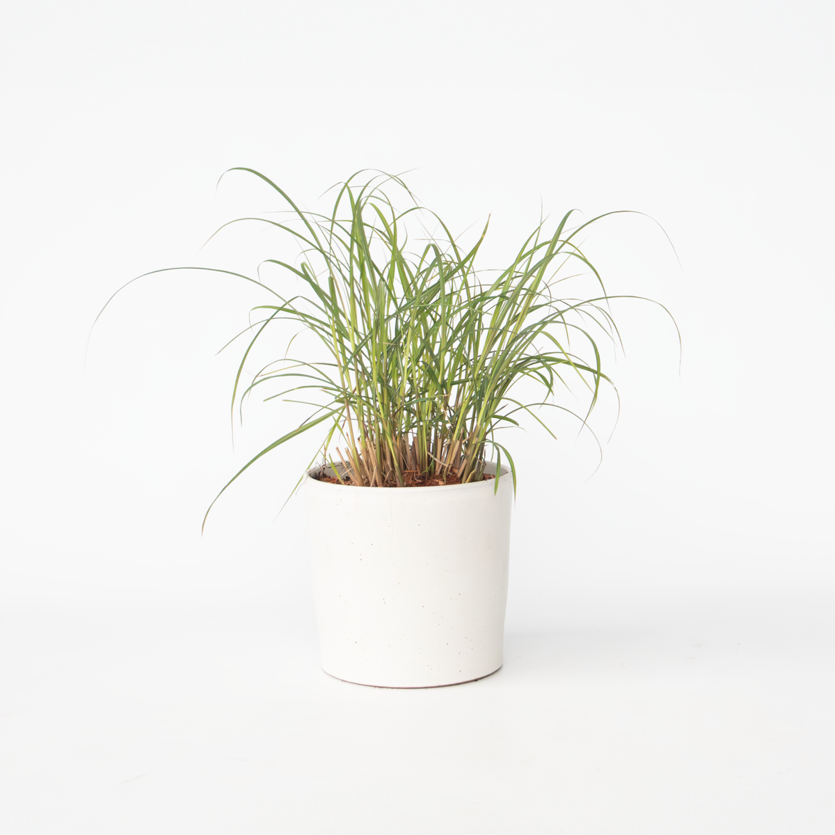 Ornamental Grasses Chinaschilf Zebrinus - Miscanthus Sinensis 'Red Chief' - Höhe 40-60Cm - ⌀23Cm 