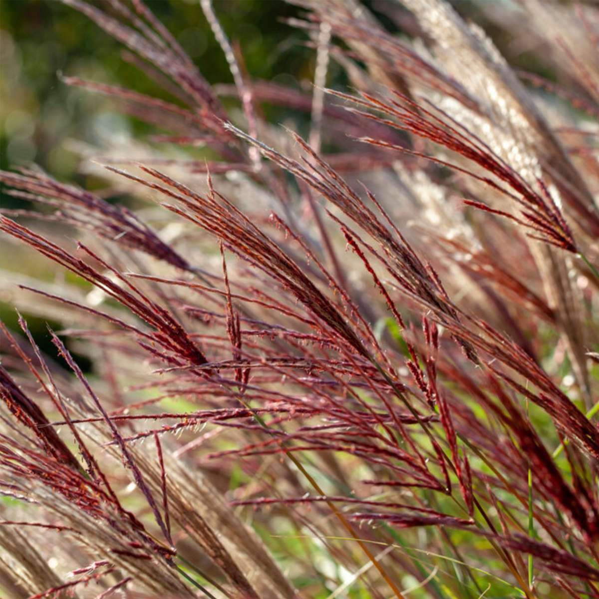 Ornamental Grasses Chinaschilf Zebrinus - Miscanthus Sinensis 'Red Chief' - Höhe 40-60Cm - ⌀23Cm 