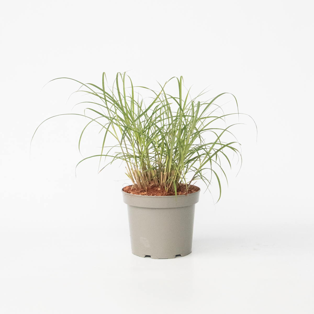 Ornamental Grasses Chinaschilf Zebrinus - Miscanthus Sinensis 'Red Chief' - Höhe 40-60Cm - ⌀23Cm 