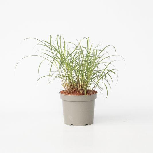 Ornamental Grasses Chinaschilf Zebrinus - Miscanthus Sinensis 'Red Chief' - Höhe 40-60Cm - ⌀23Cm 