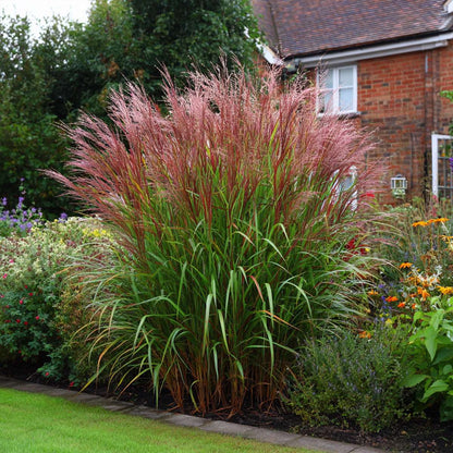 Ornamental Grasses Chinaschilf Zebrinus - Miscanthus Sinensis 'Red Chief' - Höhe 40-60Cm - ⌀23Cm 