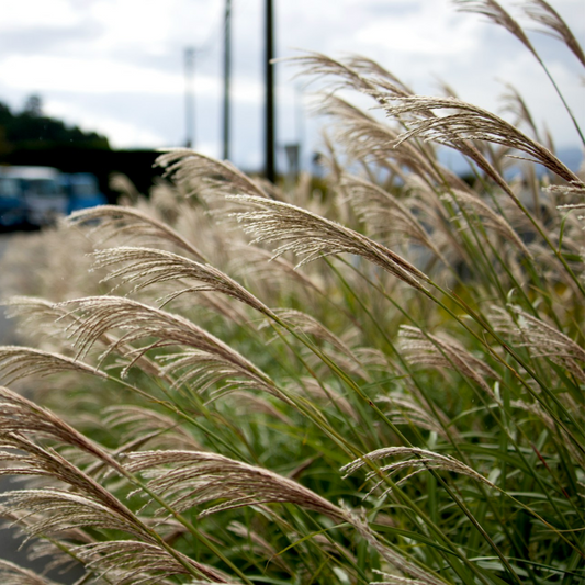 Ornamental Grasses Chinaschilf Zebrinus - 2 Stk - Miscanthus 'Silberspinne' - Höhe 20-30Cm - ⌀23Cm 